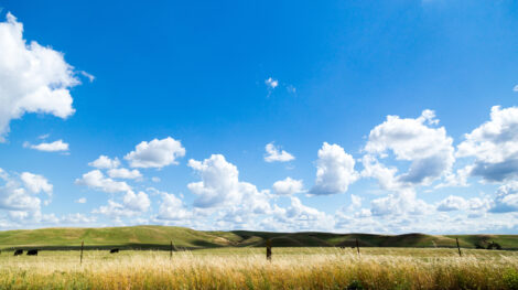 Techniques for Establishing Quality Pasture Image